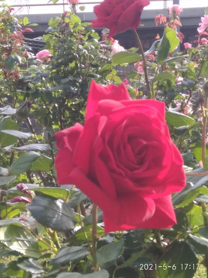 Alle Rose Barcolane Триест Экстерьер фото